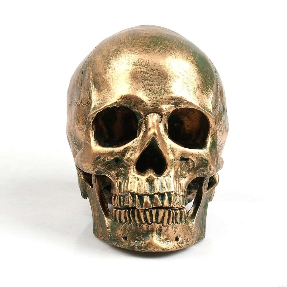 Bronze Resin Skull Model Home Decor - DISCOVERIES DEPOT