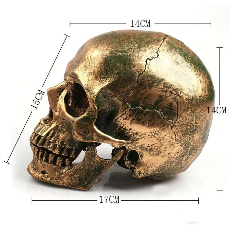 Bronze Resin Skull Model Home Decor - DISCOVERIES DEPOT