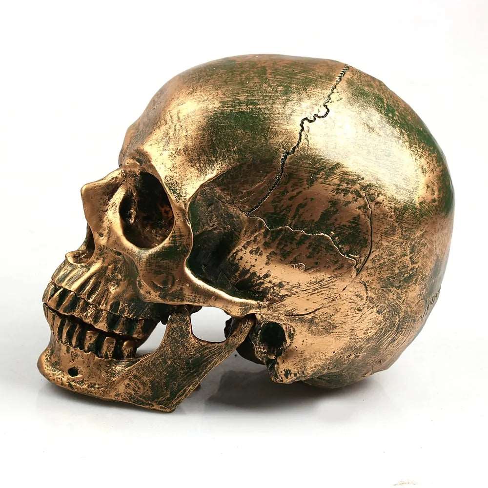 Bronze Resin Skull Model Home Decor - DISCOVERIES DEPOT